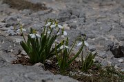 DPPhotography - Turkey - Galanthus elwesii - B