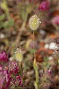DPPhotography - Turkey - Harestail grass - A