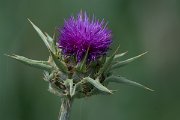DPPhotography - Turkey - Milk thistle, Silybum marianum - A