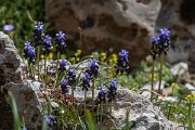 DPPhotography - Turkey - Muscari anatolicum - A