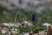 DPPhotography - Turkey - Muscari armeniacum - A