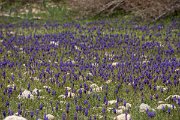 DPPhotography - Turkey - Muscari armeniacum - C