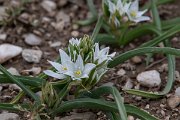 DPPhotography - Turkey - Ornithogalum lanceolatum - A