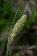 DPPhotography - Turkey - Phalaris paradoxa - A