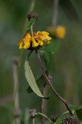 DPPhotography - Turkey - Phlomis lunariifolia - B