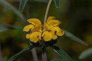 DPPhotography - Turkey - Phlomis lunariifolia - C