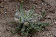 DPPhotography - Turkey - Plantago cretica - A