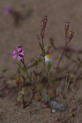 DPPhotography - Turkey - Silene colorata - A
