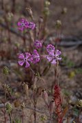DPPhotography - Turkey - Silene colorata - B