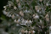 DPPhotography - Turkey - Styrax officinalis - A