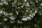 DPPhotography - Turkey - Styrax officinalis - B
