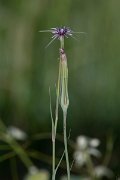 DPPhotography - Turkey - Tragopogon porrifolius - A