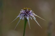 DPPhotography - Turkey - Tragopogon porrifolius - B