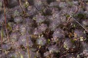 DPPhotography - Turkey - Trifolium cherleri - A