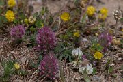 DPPhotography - Turkey - Trifolium dasyurum - B
