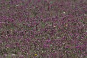DPPhotography - Turkey - Trifolium dasyurum - C