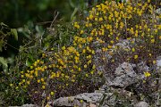 DPPhotography - Turkey - Trifolium mesogitanum - A