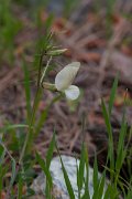 DPPhotography - Turkey - Yellow vetch - A
