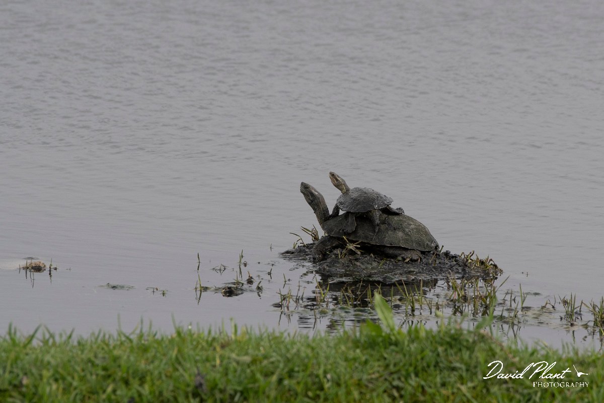 DPPhotography - Turkey - Balkan pond-turtle - A.jpg - Balkan pond-turtle - Land East of Manavgat River, Antalya, Turkey