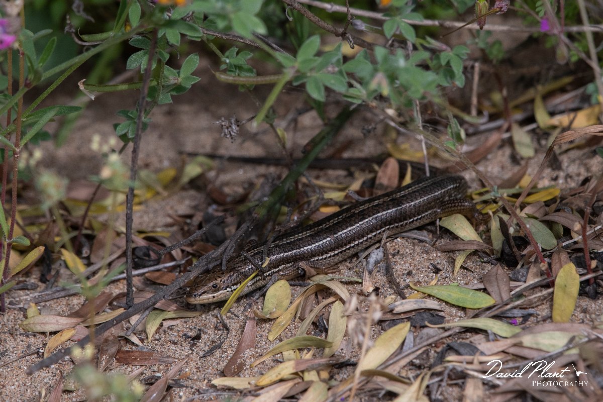 DPPhotography - Turkey - Bridled skink - A.jpg - Bridled skink - Side ruins, Antalya, Turkey