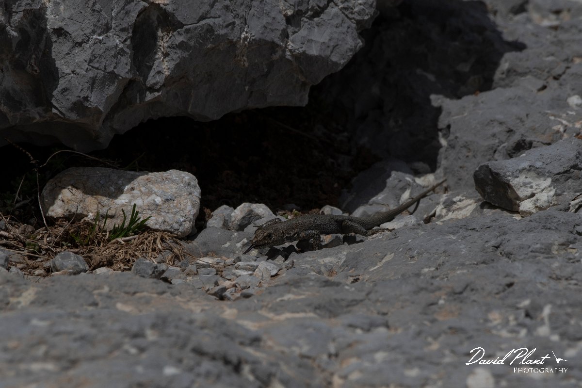 DPPhotography - Turkey - Danford's lizard - A.jpg - Danford's lizard - Cimikoy Plateau, Antalya, Turkey
