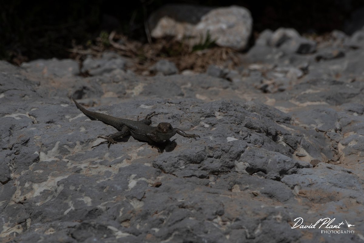 DPPhotography - Turkey - Danford's lizard - B.jpg - Danford's lizard - Cimikoy Plateau, Antalya, Turkey