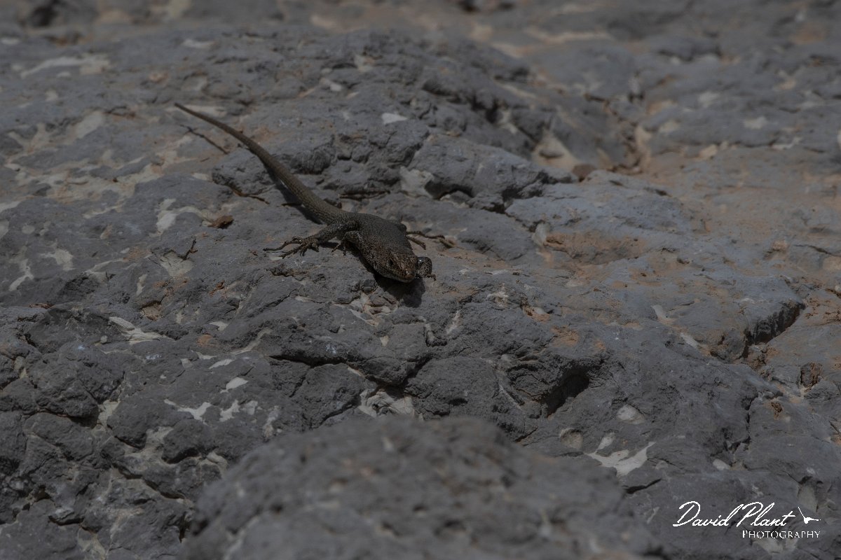DPPhotography - Turkey - Danford's lizard - C.jpg - Danford's lizard - Cimikoy Plateau, Antalya, Turkey