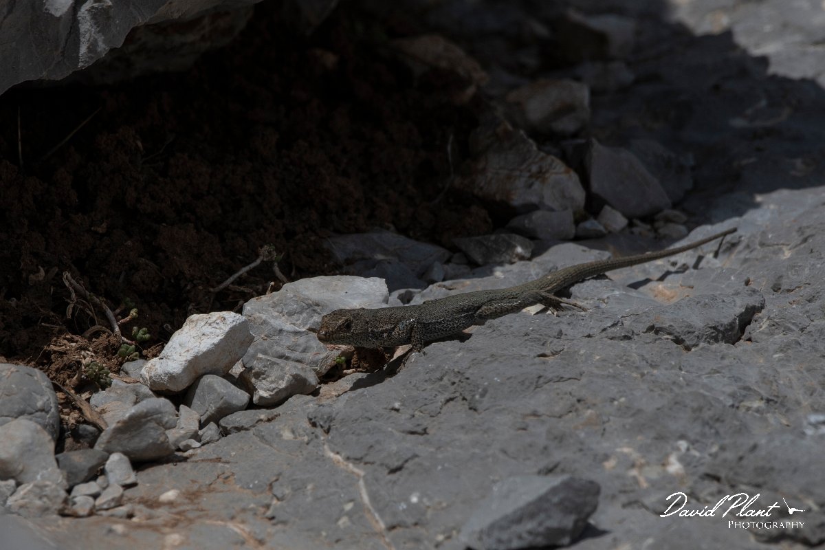 DPPhotography - Turkey - Danford's lizard - D.jpg - Danford's lizard - Cimikoy Plateau, Antalya, Turkey