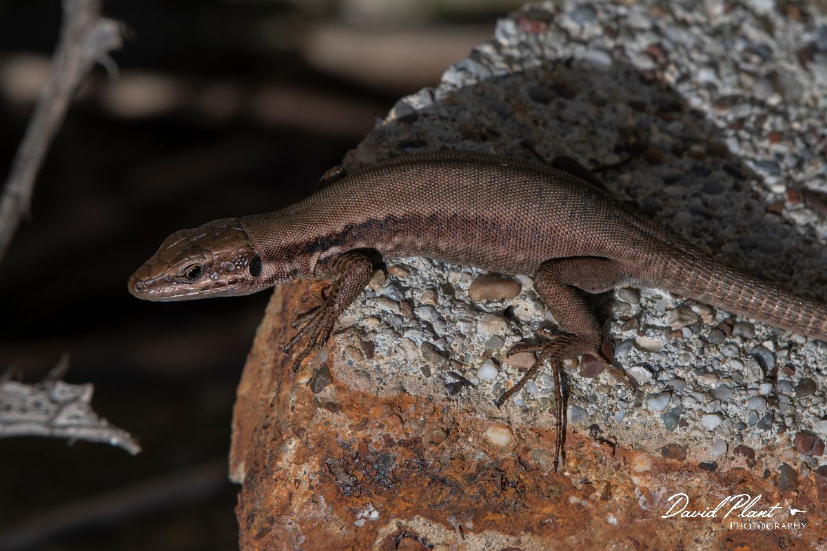 DPPhotography - Turkey - Lebanon lizard - A.JPG - Lebanon lizard - Land East of Manavgat River, Antalya, Turkey