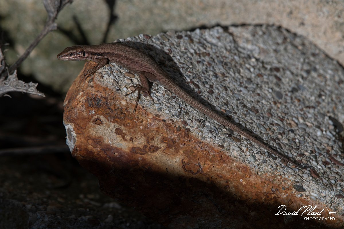 DPPhotography - Turkey - Lebanon lizard - B.JPG - Lebanon lizard - Land East of Manavgat River, Antalya, Turkey