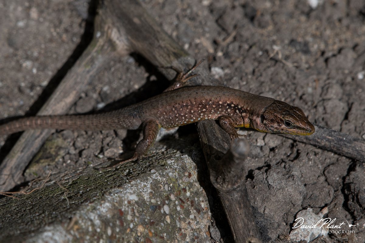 DPPhotography - Turkey - Lebanon lizard - D.JPG - Lebanon lizard - Land East of Manavgat River, Antalya, Turkey