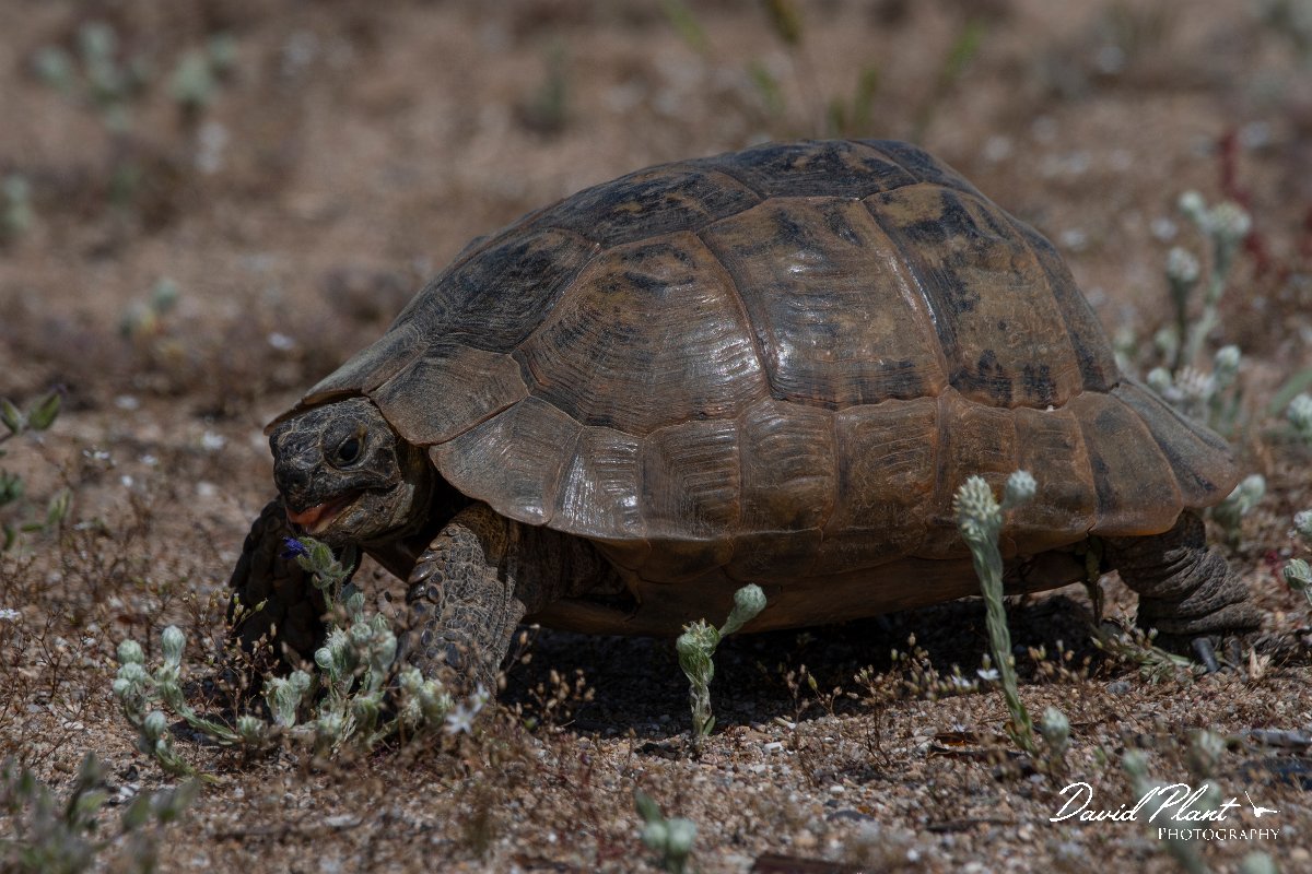 DPPhotography - Turkey - Marginated tortoise - B.jpg - Marginated tortoise - Land East of Manavgat River, Antalya, Turkey