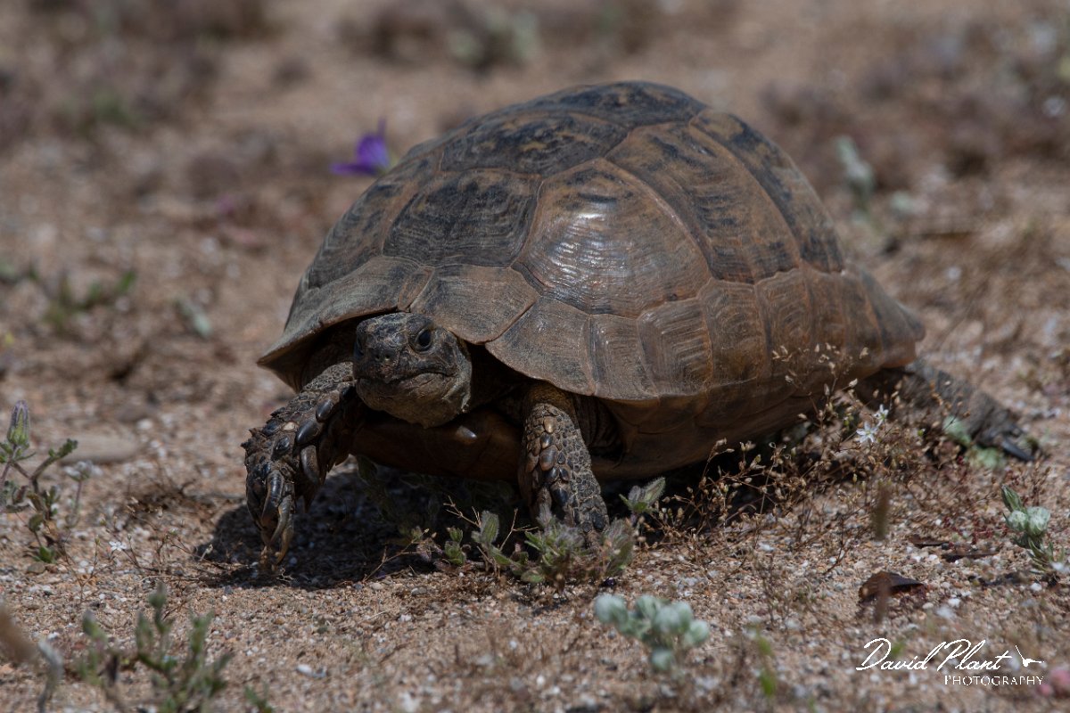 DPPhotography - Turkey - Marginated tortoise - C.jpg - Marginated tortoise - Land East of Manavgat River, Antalya, Turkey