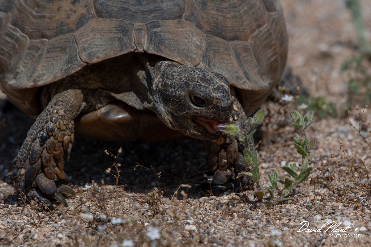 DPPhotography - Turkey - Marginated tortoise - E.jpg - Marginated tortoise - Land East of Manavgat River, Antalya, Turkey