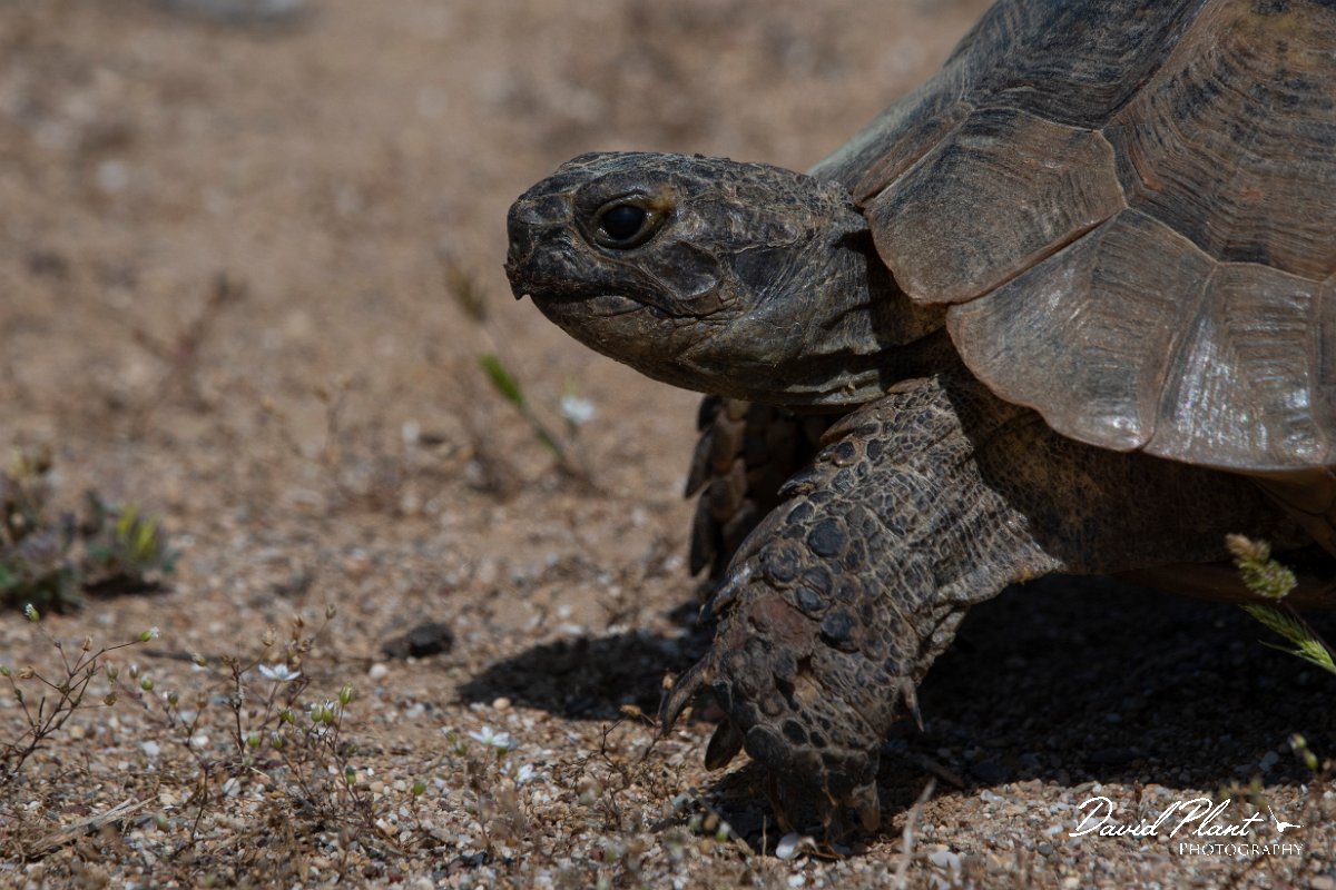 DPPhotography - Turkey - Marginated tortoise - F.jpg - Marginated tortoise - Land East of Manavgat River, Antalya, Turkey