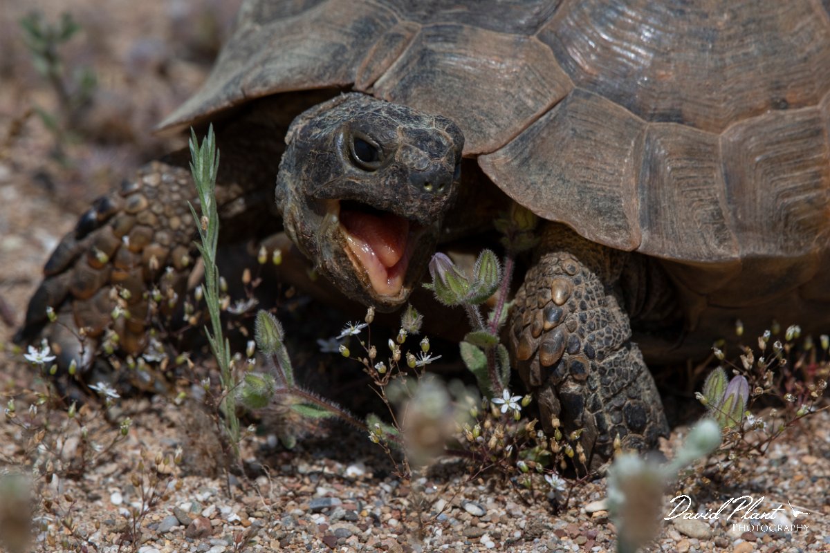 DPPhotography - Turkey - Marginated tortoise - G.jpg - Marginated tortoise - Land East of Manavgat River, Antalya, Turkey