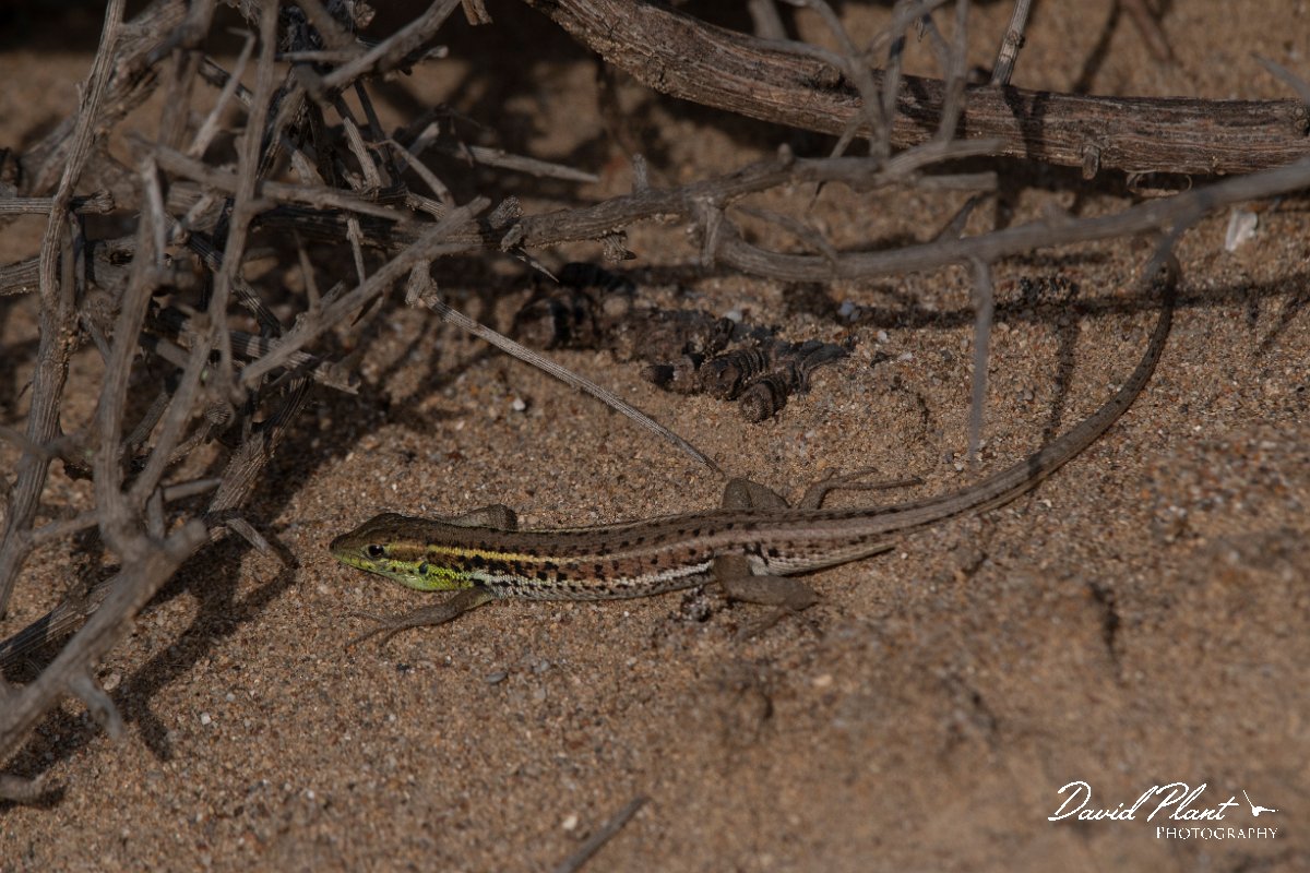 DPPhotography - Turkey - Snake-eyed lizard - B.jpg - Snake-eyed lizard - Land East of Manavgat River, Antalya, Turkey