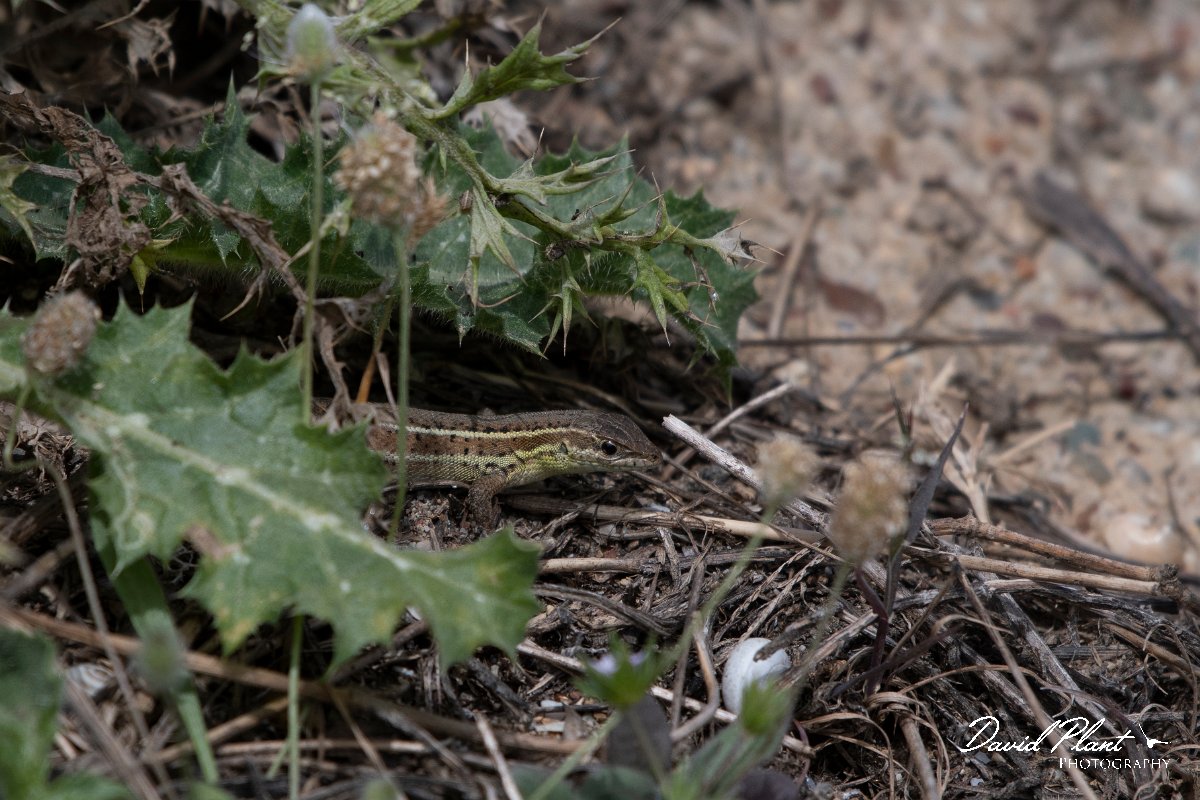 DPPhotography - Turkey - Snake-eyed lizard - C.jpg - Snake-eyed lizard - Land East of Manavgat River, Antalya, Turkey