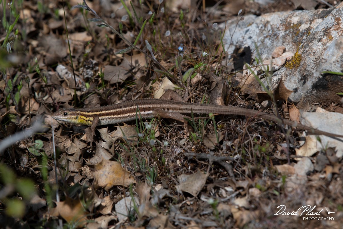 DPPhotography - Turkey - Snake-eyed lizard - D.jpg - Snake-eyed lizard - South of Korkuteli, Antalya, Turkey