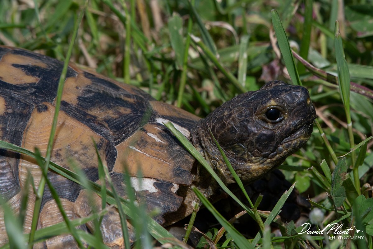 DPPhotography - Turkey - Spur-thighed tortoise - A.jpg - Spur-thighed tortoise - Side ruins, Antalya, Turkey