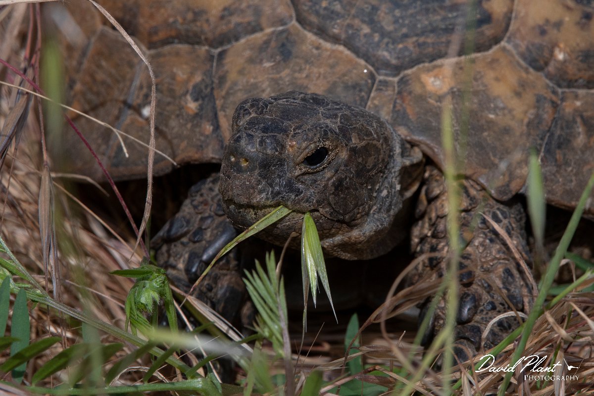 DPPhotography - Turkey - Spur-thighed tortoise - B.jpg - Spur-thighed tortoise - Side ruins, Antalya, Turkey