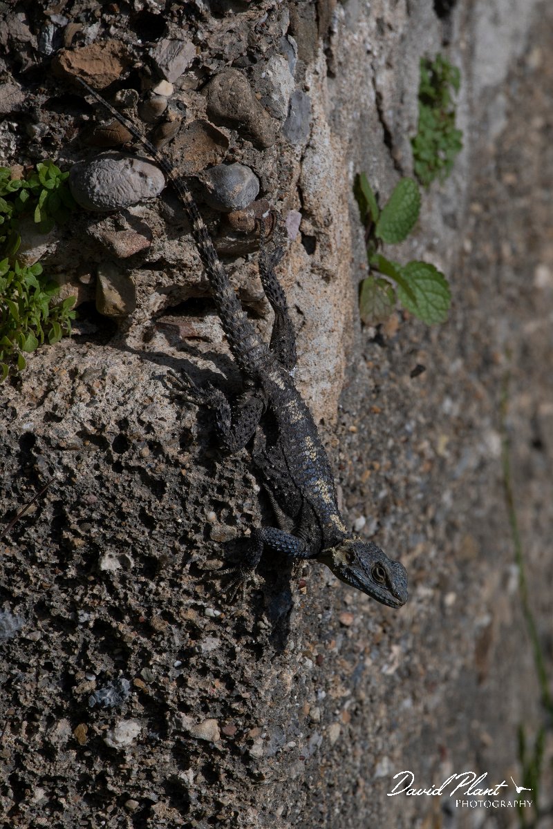DPPhotography - Turkey - Starred agama - A.jpg - Starred agama - Side ruins, Antalya, Turkey