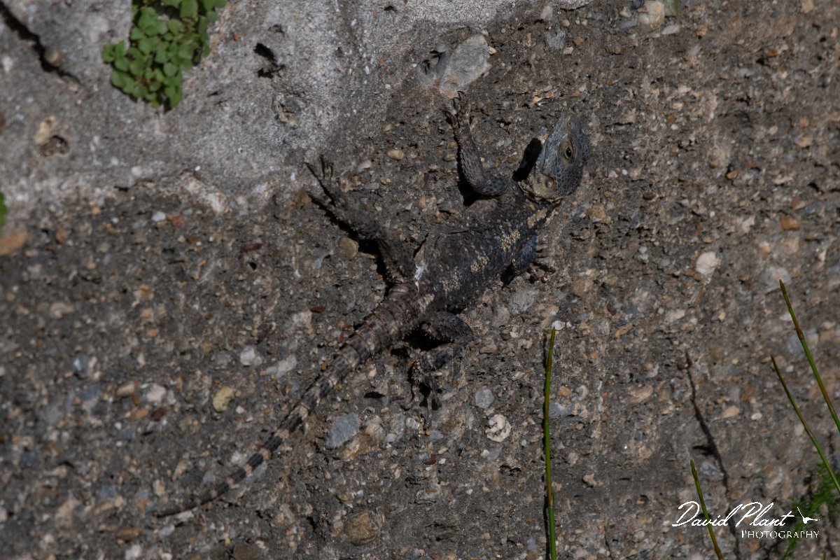 DPPhotography - Turkey - Starred agama - B.jpg - Starred agama - Side ruins, Antalya, Turkey