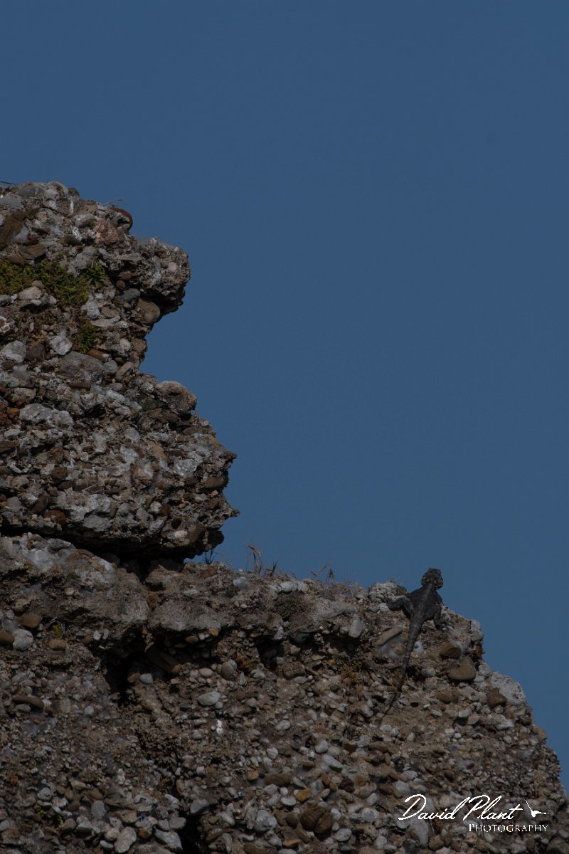 DPPhotography - Turkey - Starred agama - C.jpg - Starred agama - Side ruins, Antalya, Turkey