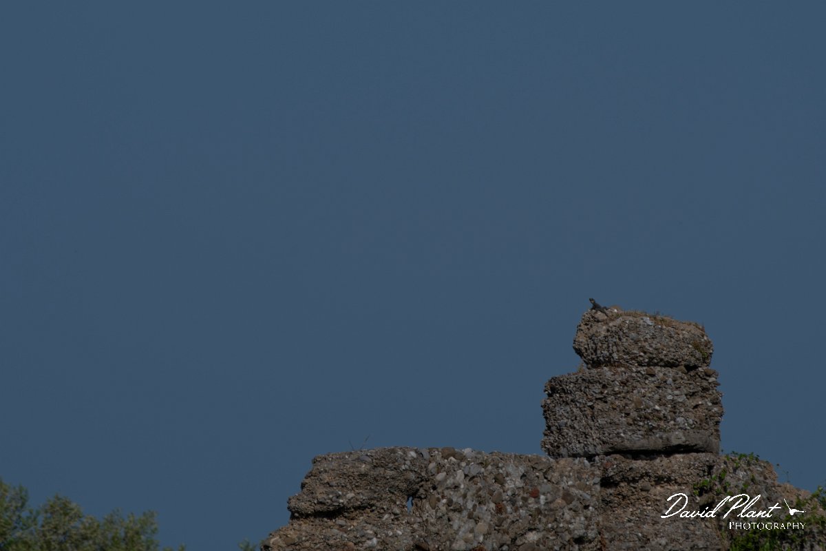DPPhotography - Turkey - Starred agama - D.jpg - Starred agama - Side ruins, Antalya, Turkey