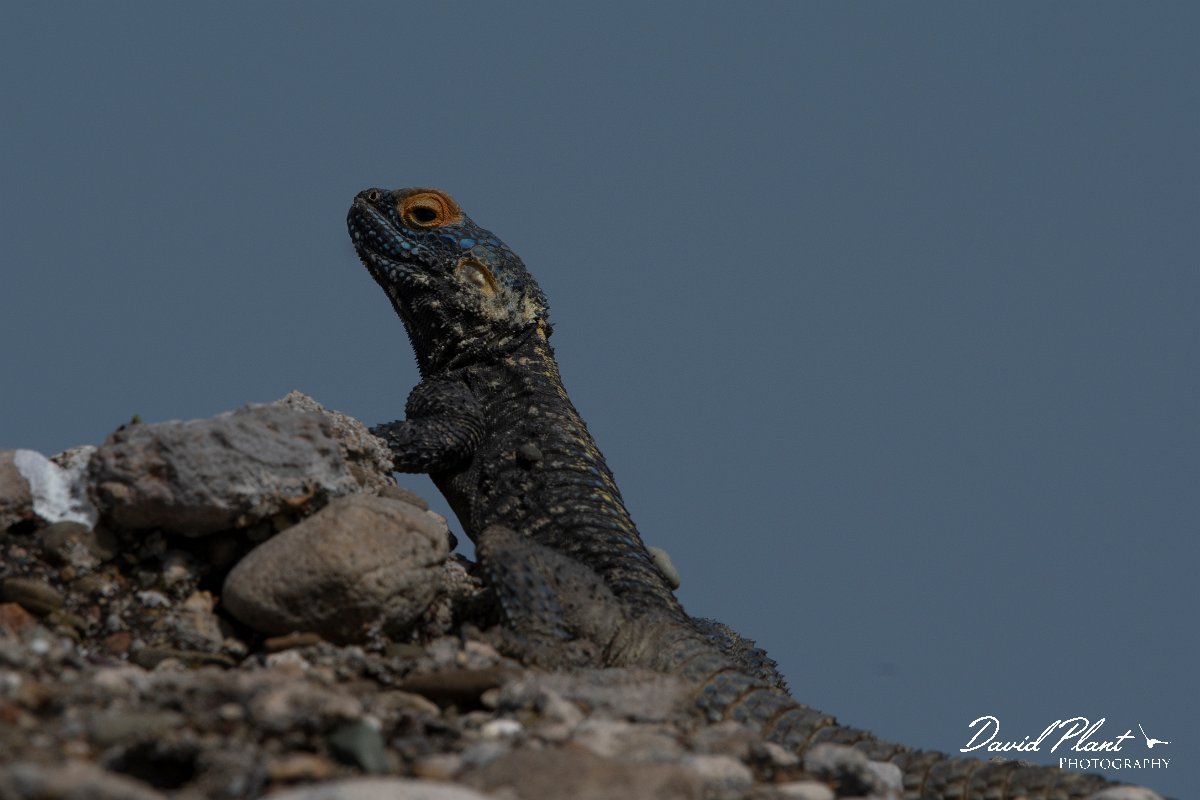 DPPhotography - Turkey - Starred agama - E.jpg - Starred agama - Side ruins, Antalya, Turkey
