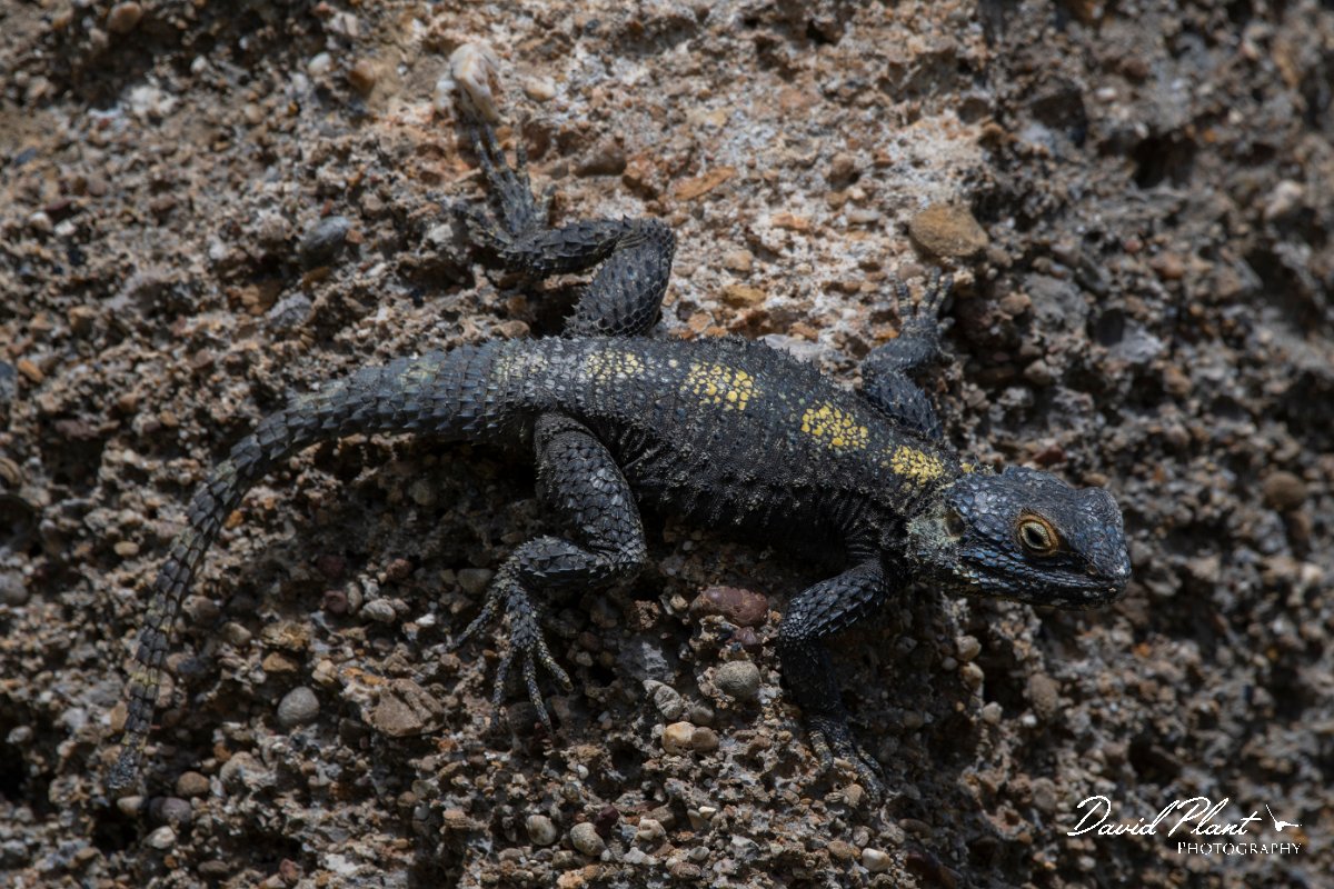 DPPhotography - Turkey - Starred agama - F.jpg - Starred agama - Side ruins, Antalya, Turkey