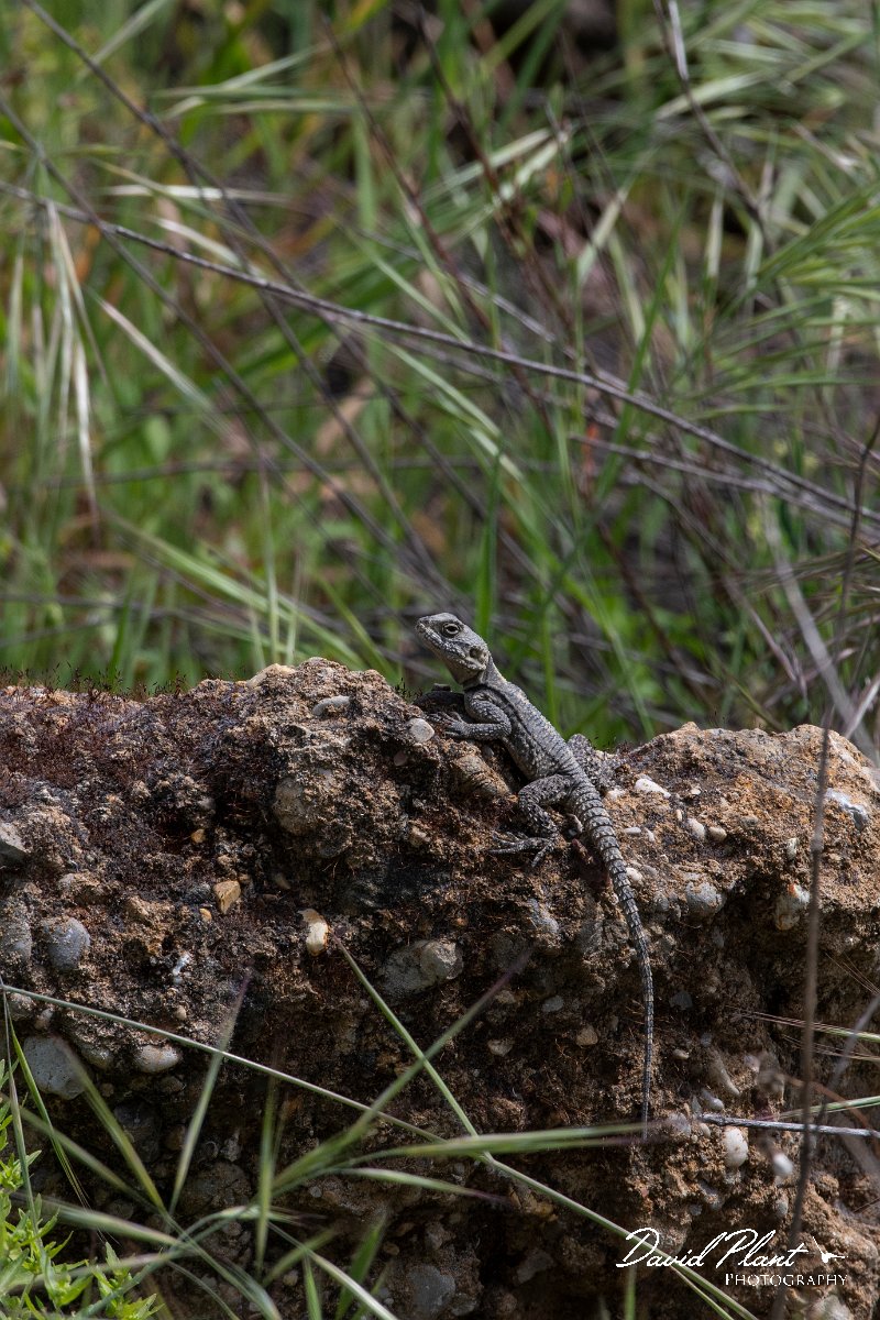 DPPhotography - Turkey - Starred agama - G.jpg - Starred agama - Titriyen Gol, Antalya, Turkey