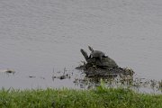 DPPhotography - Turkey - Balkan pond-turtle - A