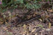 DPPhotography - Turkey - Bridled skink - A